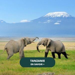 TANZANIE ELEPHANT MOUNT KILIMANJARO